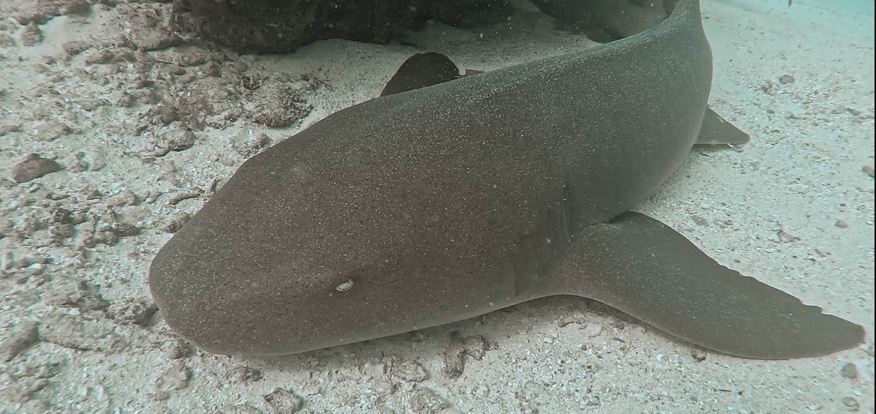 Nurse Shark Sitting on the Bottom