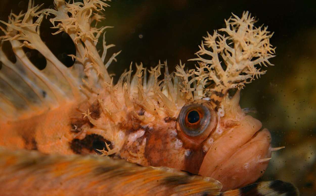 Small fish call The Decorator Warbonnet