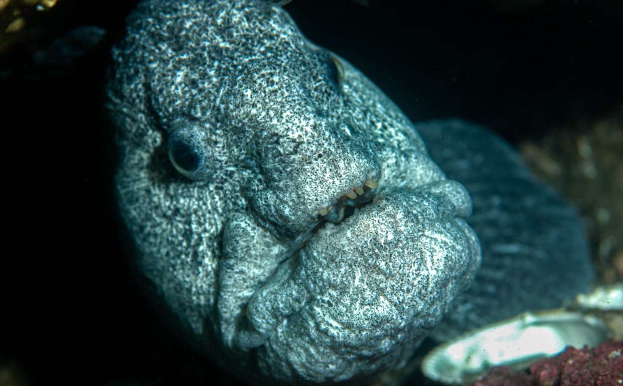 Wolf Eel