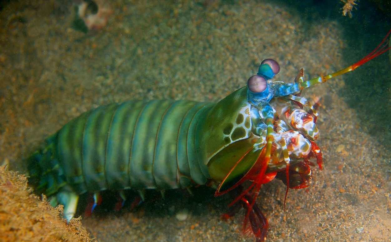 Mantis shrimp resting on the sandy ocean bottom, a colorful and cute sea creature often found hiding in burrows or coral rubble.