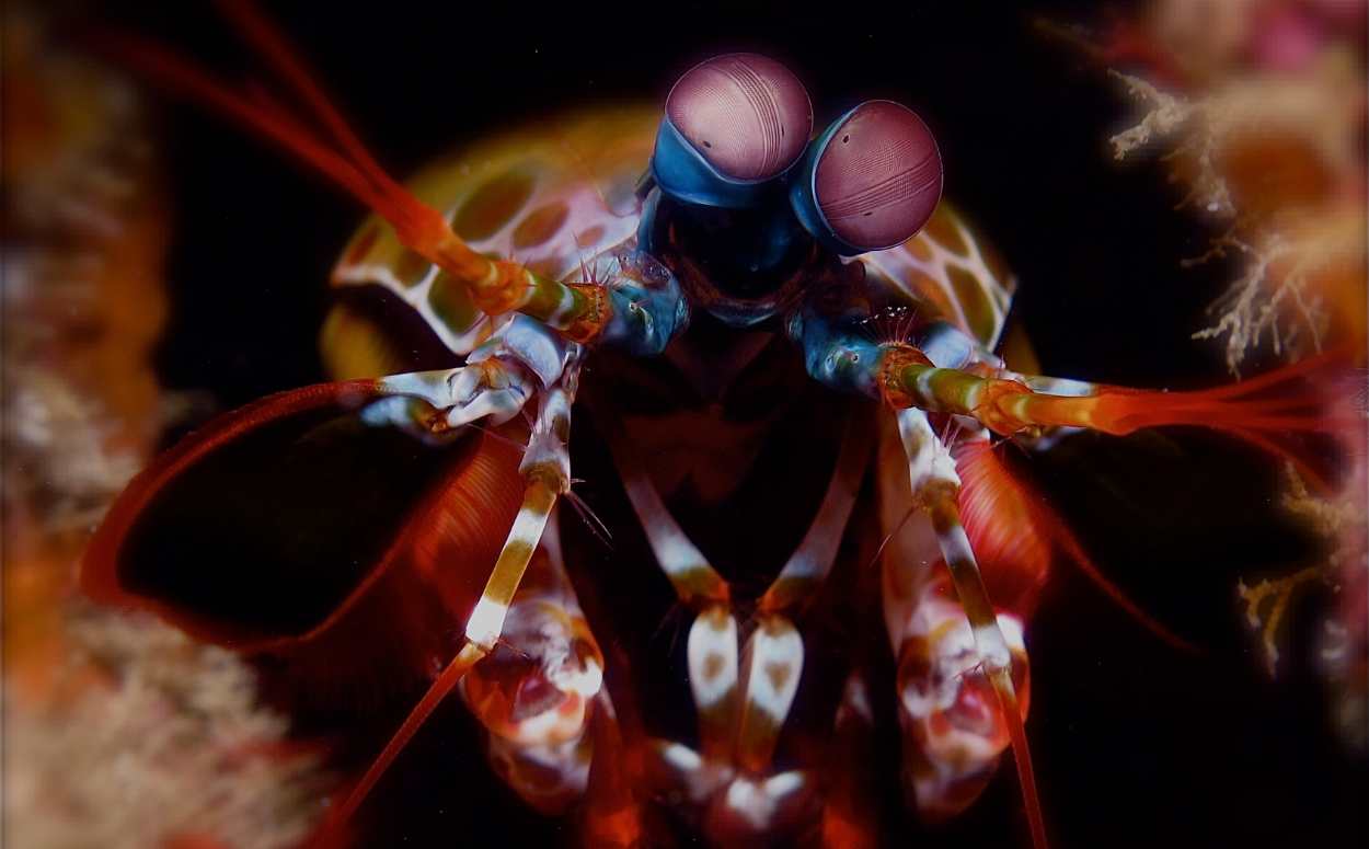 Close-up of a mantis shrimp’s unique compound eyes, showcasing the incredible vision of this fascinating sea creature.