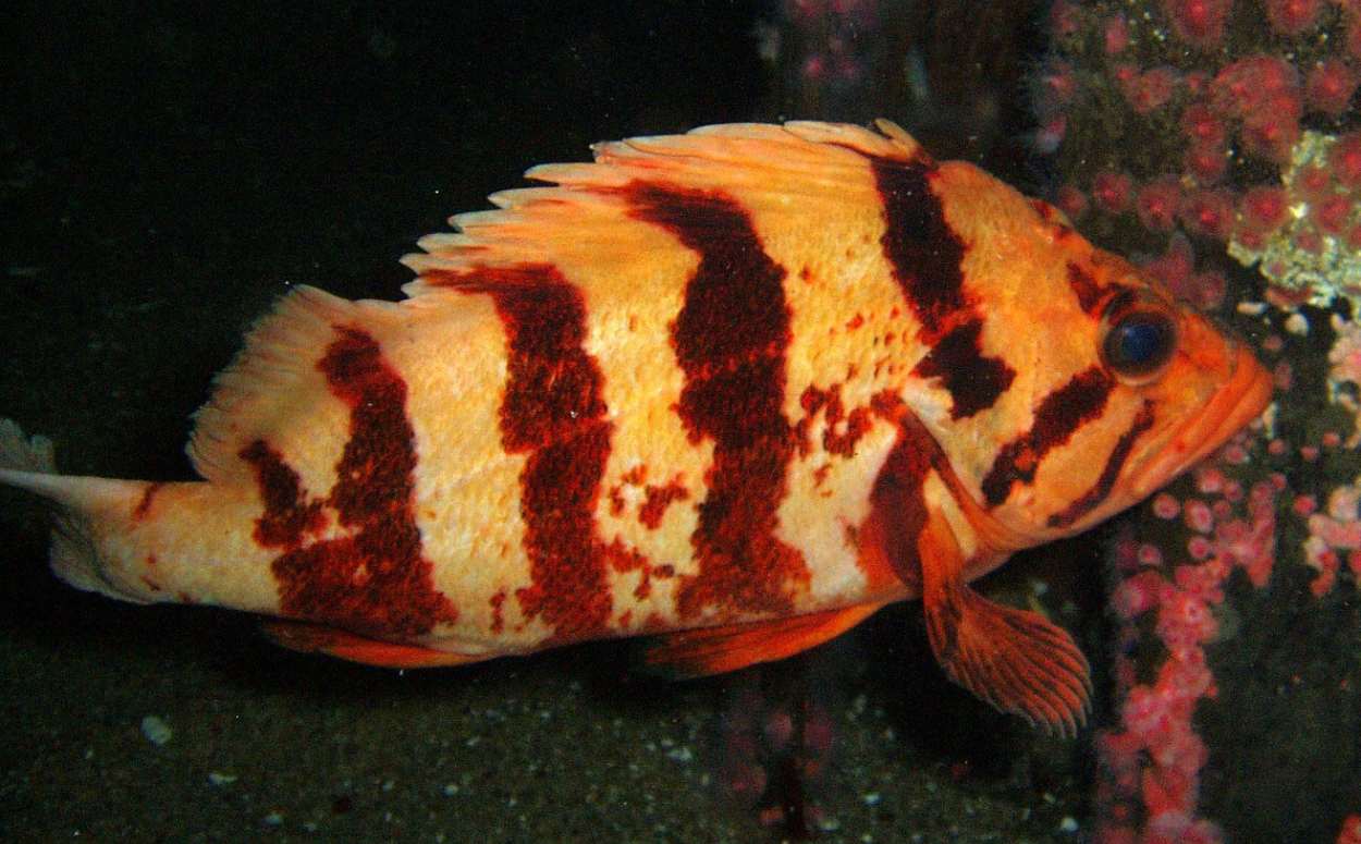 Tiger Rock Fish