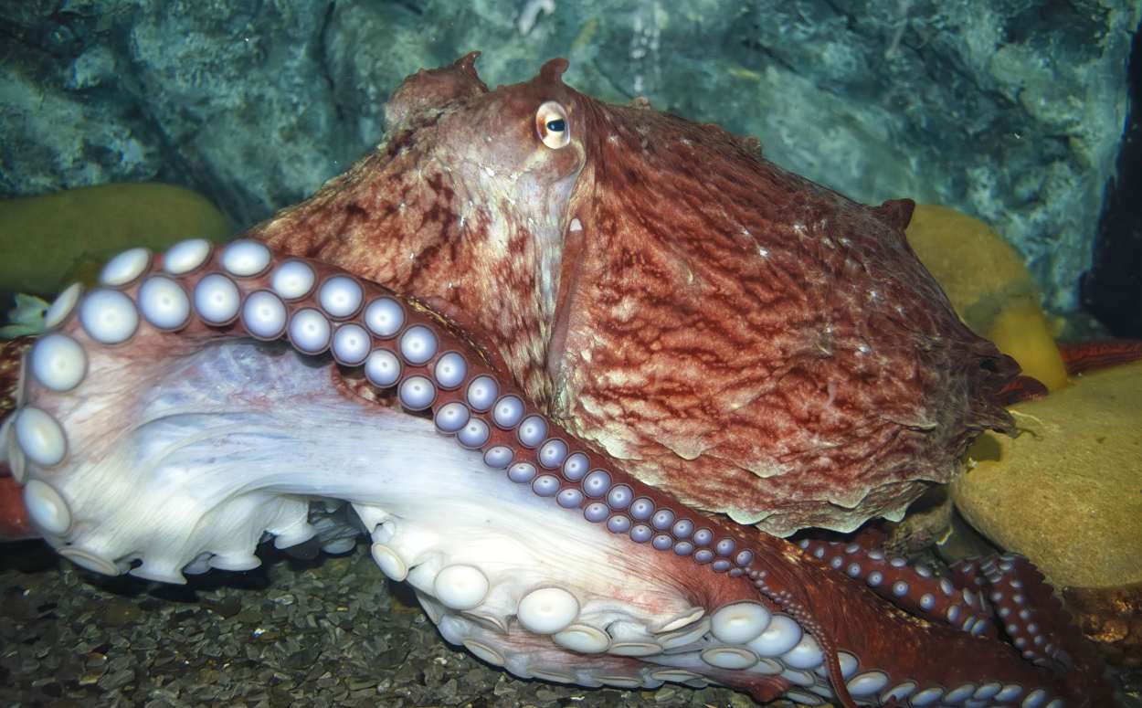 Giant Pacific Octopus