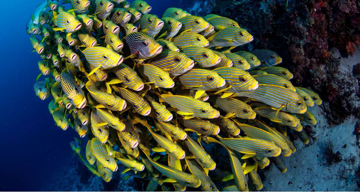 Yellow Snappers seen by divers in Belize