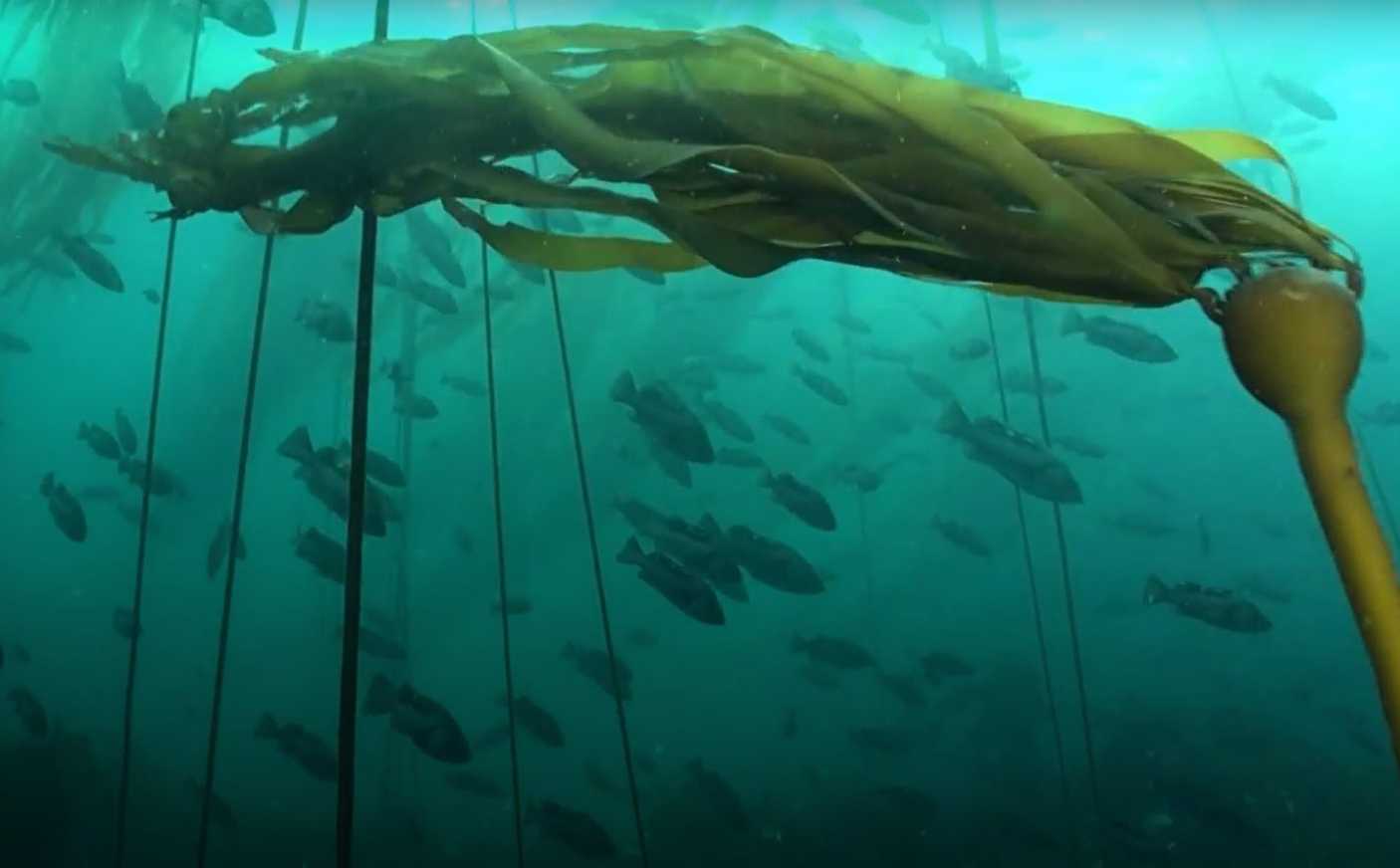 Bull kelp in the kelp forests of Western Canada