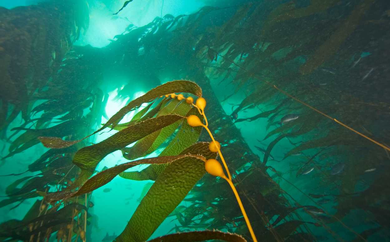 kelp Forests