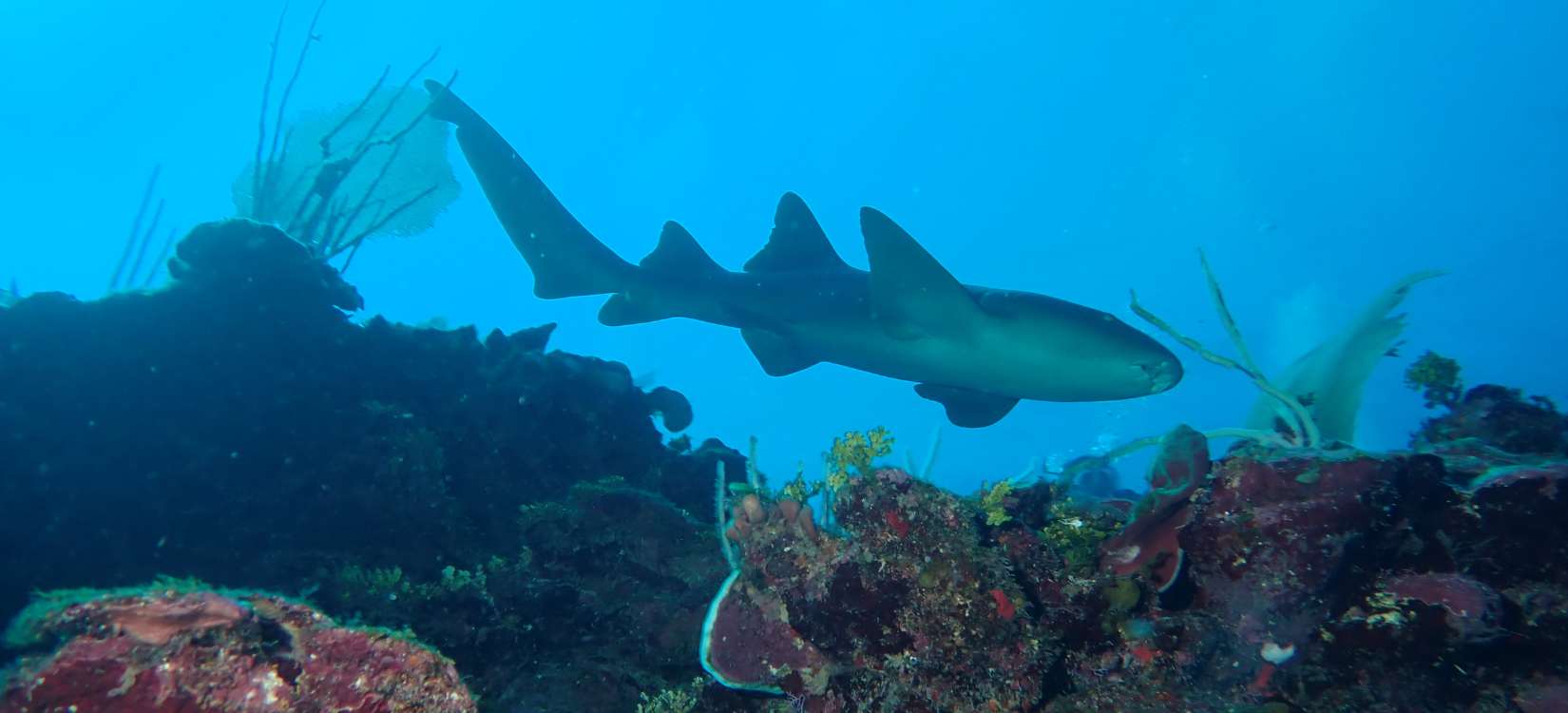 The Friendly Nurse Sharks of The Belize Barrier Reef