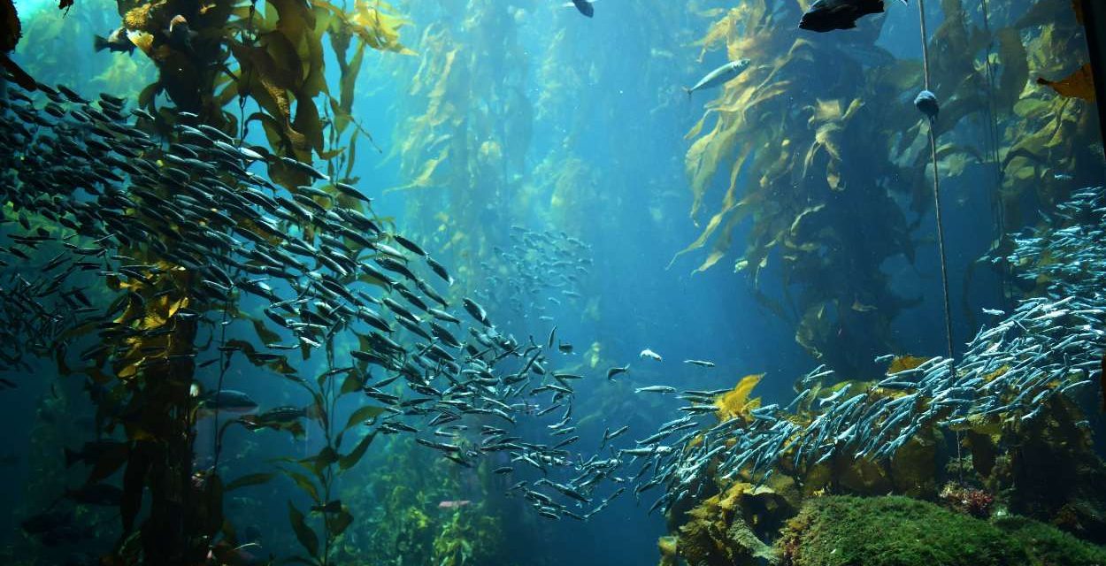 Cool Sea Creatures You’ll See Scuba Diving Vancouver Island