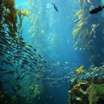 Cool Sea Creatures You’ll See Scuba Diving Vancouver Island