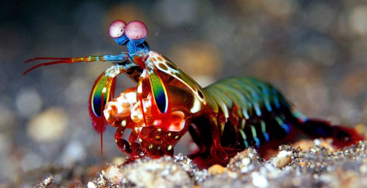 A Colorful Sea Creature with a Knockout Punch