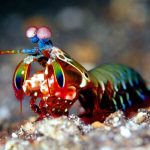 A Colorful Sea Creature with a Knockout Punch