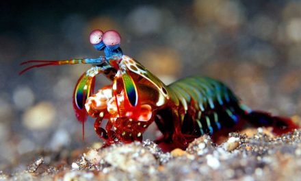A Colorful Sea Creature with a Knockout Punch